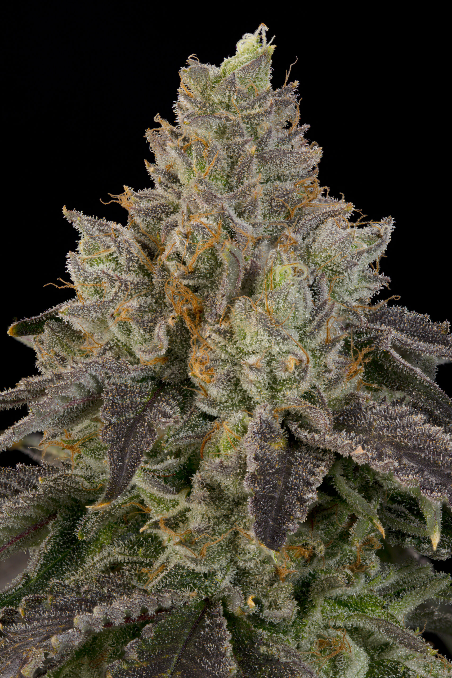 OZ Guava Grounded Genetics – cannabis flower detail OZ Guava by Grounded Genetics — flower detail