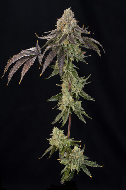 OZ Guava by Grounded Genetics — full plant