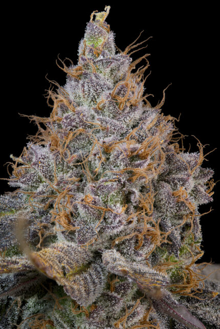 Pink Plumz by Grounded Genetics — flower detail