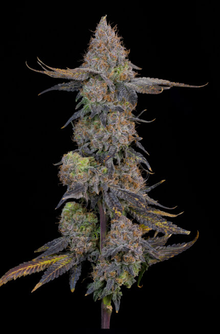Pink Plumz by Grounded Genetics — full plant