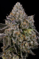 Sour Peachez by Grounded Genetics — flower detail