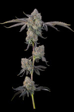 Sour Peachez by Grounded Genetics — full plant