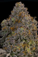 Zaffron by Grounded Genetics — flower detail
