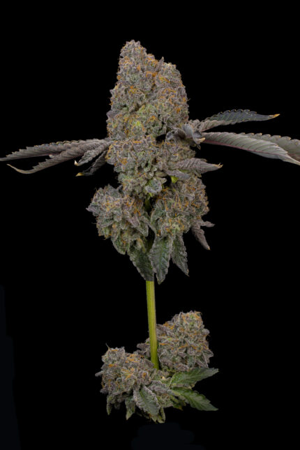 Zaffron by Grounded Genetics — full plant